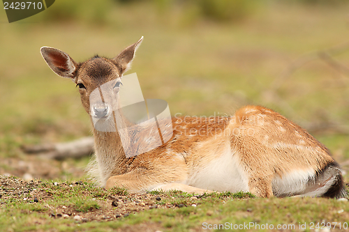 Image of fallow deer hind