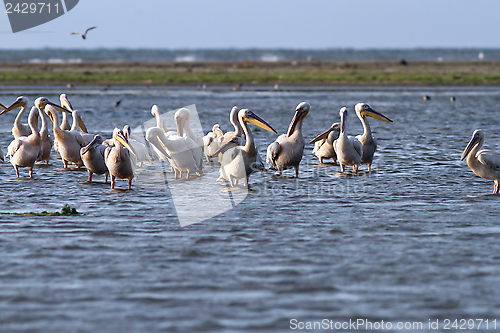 Image of flock of pelicans standing  in shallow water