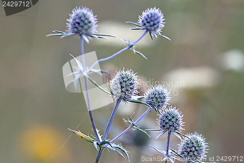 Image of flowering thistles