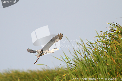 Image of gray heron in flight over swamps