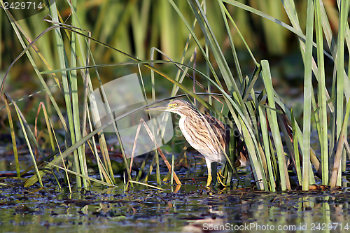 Image of juvenile night heron