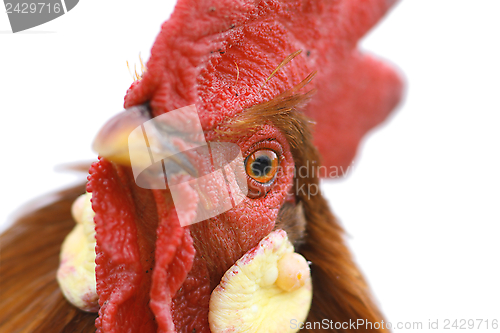 Image of portrait of a beautiful rooster