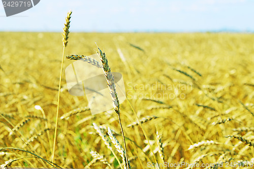 Image of wheat field
