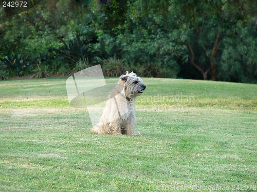 Image of cute dog in the park