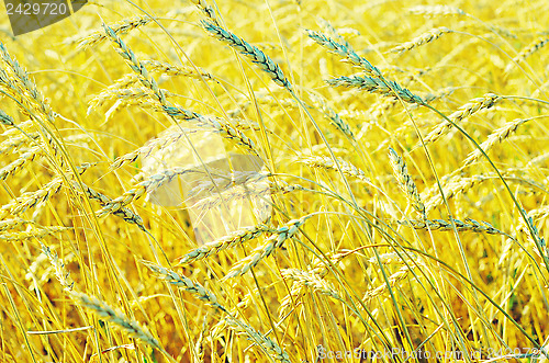 Image of wheat field