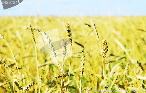 Image of wheat field