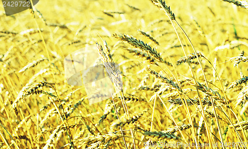 Image of wheat field