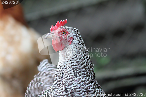 Image of striped hen in the farmyard