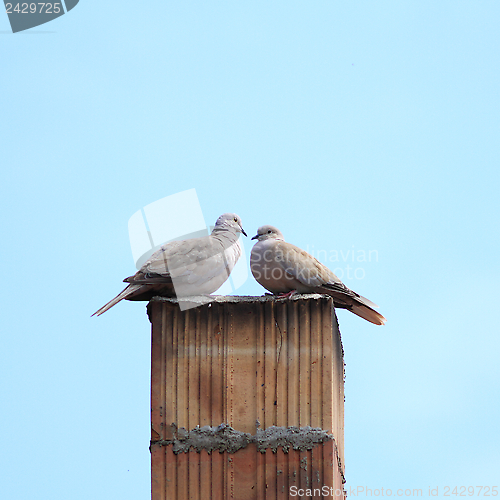 Image of turtledoves on chimney