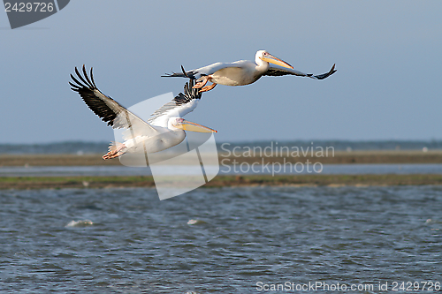 Image of two great pelicans in flight over the lagoon
