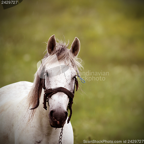 Image of white horse vintage portrait
