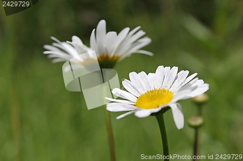 Image of wild daisy closeup