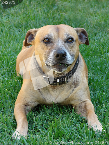 Image of staffi pure breed dog