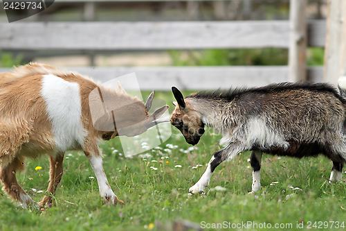 Image of young animals fighting at the farm