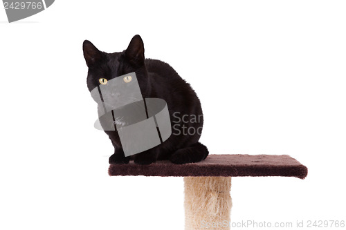 Image of Black cat with a scratch pole 