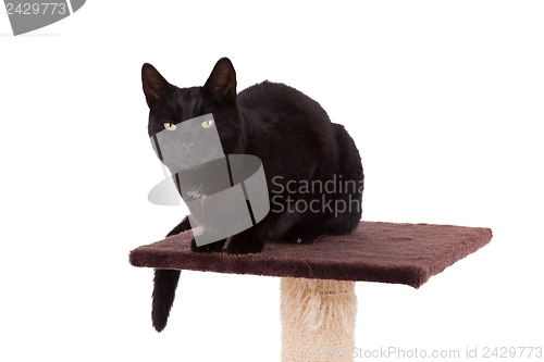 Image of Black cat with a scratch pole 