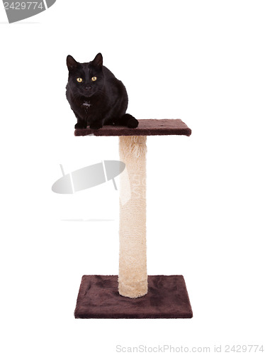 Image of Black cat with a scratch pole 