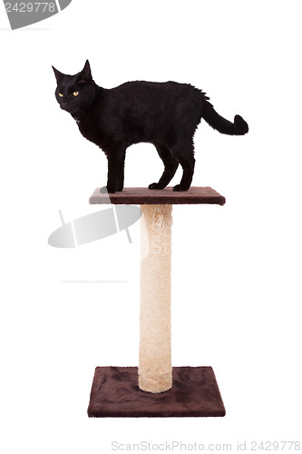 Image of Black cat with a scratch pole 