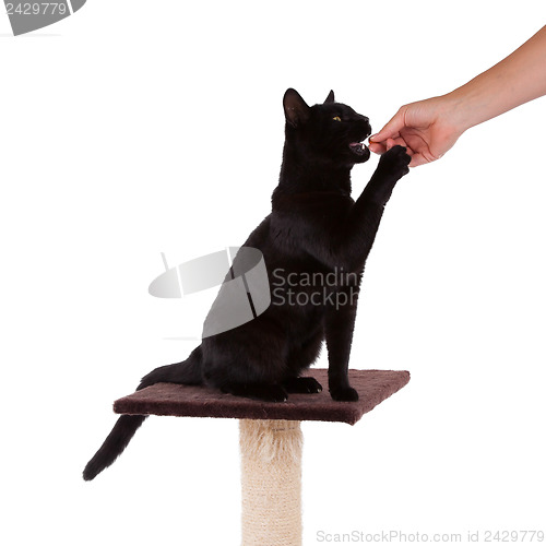 Image of Black cat with a scratch pole 