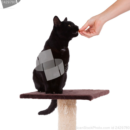 Image of Black cat with a scratch pole 