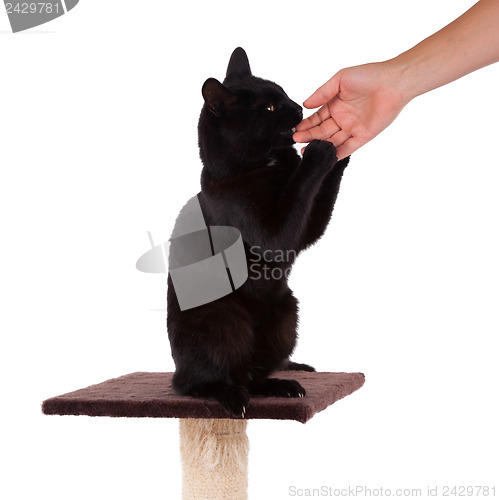 Image of Black cat with a scratch pole 