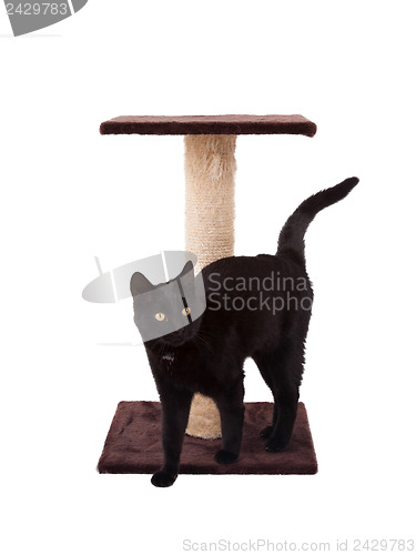 Image of Black cat with a scratch pole 