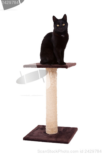 Image of Black cat with a scratch pole 