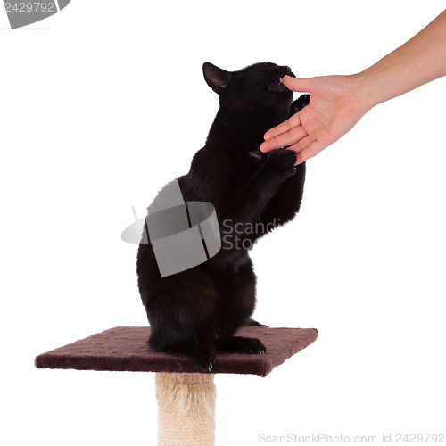 Image of Black cat with a scratch pole 