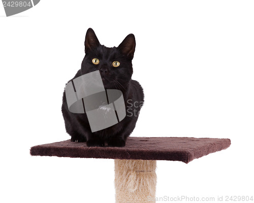 Image of Black cat with a scratch pole 