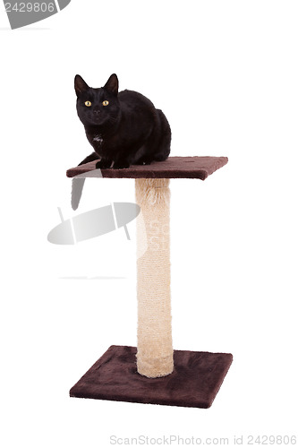 Image of Black cat with a scratch pole 