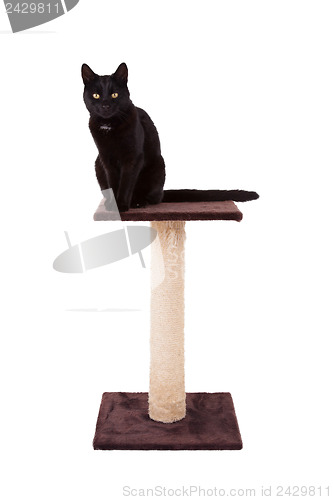 Image of Black cat with a scratch pole 