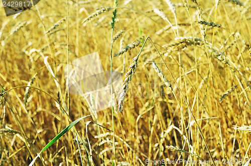 Image of broken wheat ear