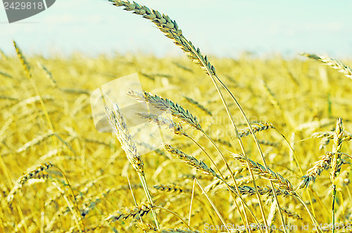Image of wheat field