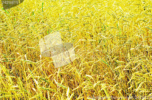 Image of wheat field