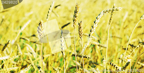 Image of wheat field