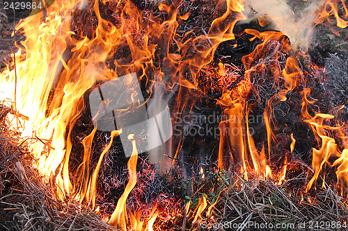 Image of Fire in the field