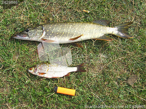 Image of caught pike and roach