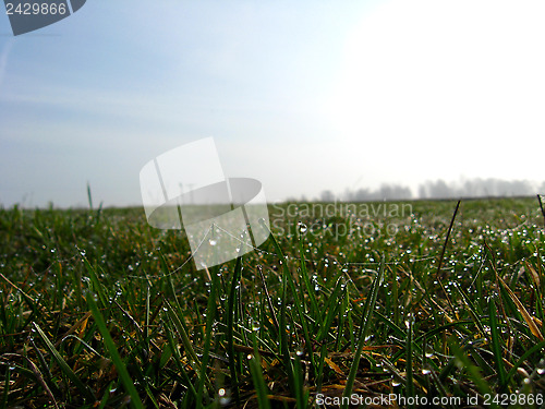 Image of Dewdrop on the green blade