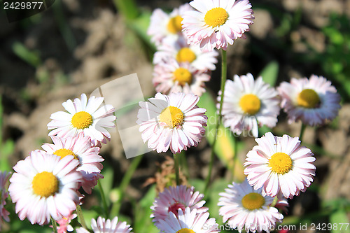 Image of Beautiful pink flowers of daisy