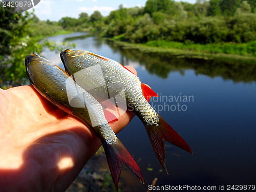 Image of Beautiful rudd laying in the hand