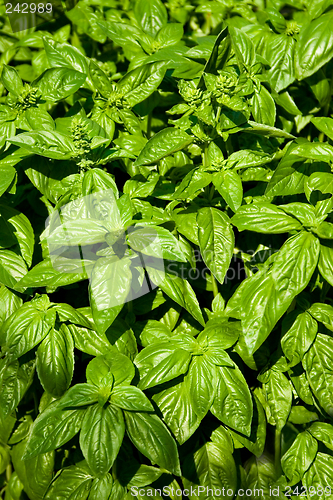 Image of basil fresh plants , spices