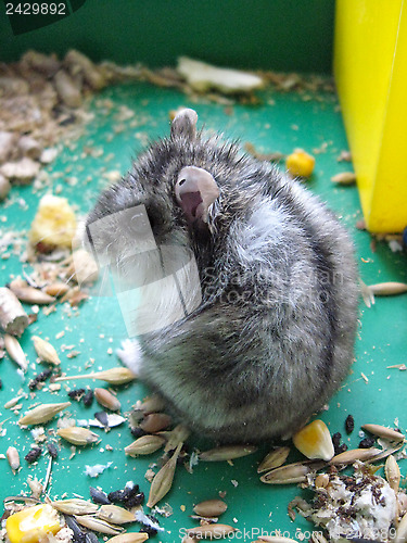 Image of Small grey and nice hamster