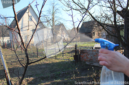 Image of processing of trees in the garden in spring