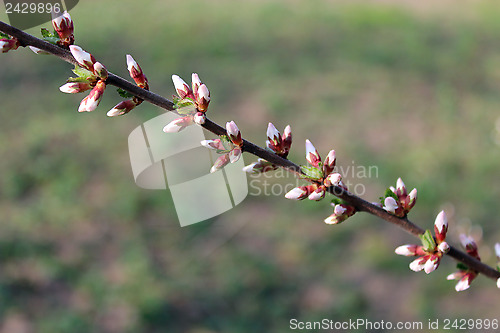 Image of unopened buds of Prunus tomentosa's flowers