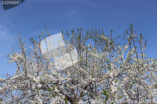 Image of branch of blossoming cherry