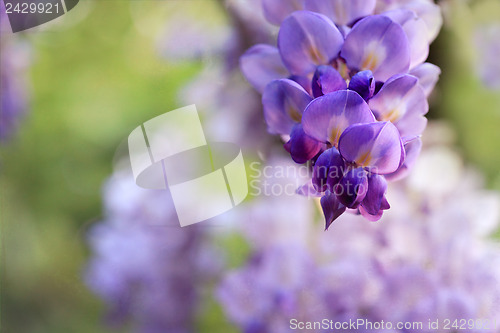 Image of Wisteria clusters of purple lilac flowers during spring