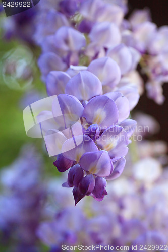 Image of Wisteria in the spring garden