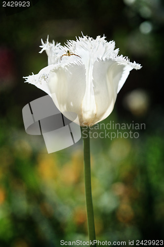 Image of Frilled White Parrot Tulip and Pretty Insect