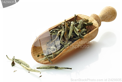 Image of wooden scoop with green tea Pai Mu Tan