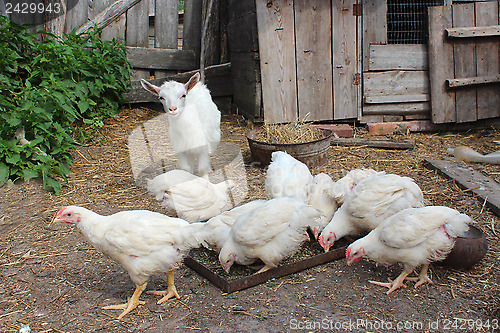 Image of Hens and young goat on a court yard